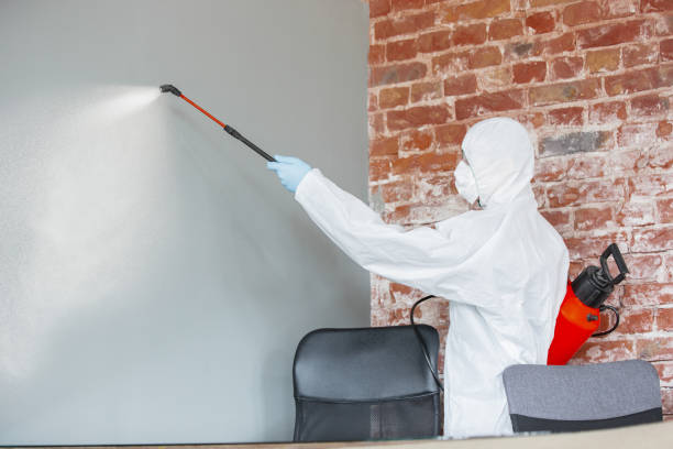 Best Black Mold Removal  in Noyack, NY