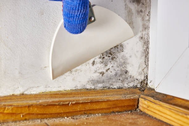 Best Mold Prevention Services  in Noyack, NY